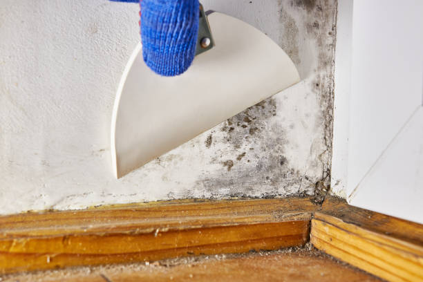 Best Post-Construction Mold Inspection  in Bloomingdale, TN